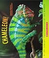 Chameleon, Chameleon
