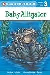 Baby Alligator
