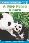 A Baby Panda is Born