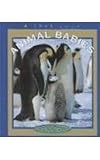 Animal Babies (True Books: Animals)