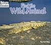 Find the Wild Animal (Welcome Books: Hide and Seek)