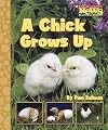 A Chick Grows Up