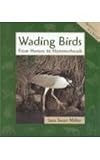 Wading Birds (Animals in Order)