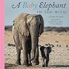 A Baby Elephant in the Wild