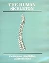 The Human Skeleton