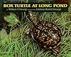 Box Turtle at Long Pond