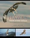 Hawks from Every Angle: How to Identify Raptors In Flight