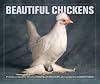 Beautiful Chickens