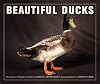 Beautiful Ducks
