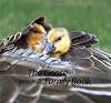 Goose Family Book