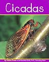 Cicadas (Pebble Books: Insects)