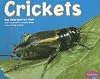 Crickets (Pebble Plus: Bugs, Bugs, Bugs)