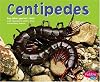 Centipedes (Pebble Plus: Bugs, Bugs, Bugs)
