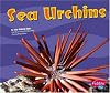 Sea Urchins (Pebble Plus: Under the Sea)