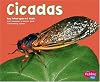Cicadas (Pebble Plus: Bugs, Bugs, Bugs)