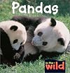 Pandas (In the Wild)