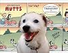 Everyday Mutts: A Comic Strip Treasury