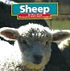 Sheep (Farm Animals)