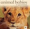 Animal Babies in Grasslands (Animal Babies)