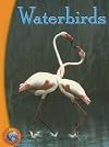 Waterbirds (Infoquest)