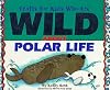 Crafts for Kids Who Are Wild About Polar Regions