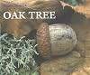 Oak Tree (Webs of Life)