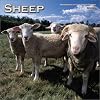 Sheep Calendar 2003