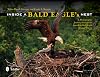 Inside a Bald Eagle's Nest: A Photographic Journey Through the American Bald Eagle Nesting Season
