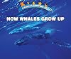 How Whales Grow Up (Animals Growing Up)