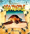 The Life Cycle of a Sea Turtle