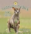 Australian Outback Food Chains