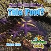 What do you find in a tide pool?