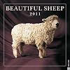 Beautiful Sheep: 2011 Wall Calendar