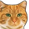 Cats & Kittens (Animal-Shaped Board Books)