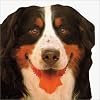 Dogs & Puppies (Animal-Shaped Board Books)
