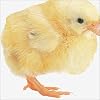 Chick (Animal-Shaped Board Books)
