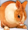 Bunny (Animal-Shaped Board Books)