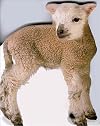 Lamb (Animal-Shaped Board Books)