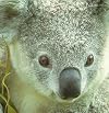 Baby Animals (Animal-Shaped Board Books)