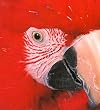 Birds (Animal-Shaped Board Books)