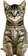 Kitten (Jumbo Animal Shaped Board Book)
