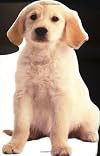 Puppy (Jumbo Animal Shaped Board Book)