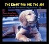 The Right Dog for the Job: Ira's Path from Service Dog to Guide Dog