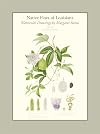 Native Flora of Louisiana: Folio Edition