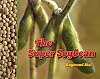 The Super Soybean