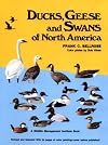 Ducks Geese & Swans of North America