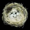 Nests: Fifty Nests and the Birds that Built Them