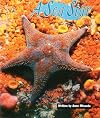 A Sea Star (Celebration Press Ready Readers)