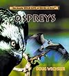 Ospreys (Really Wild Life of Birds of Prey)