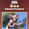 Boa Constrictors (World's Largest Snakes)